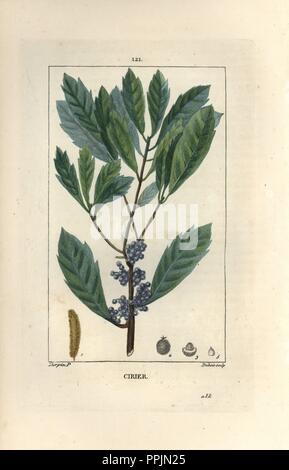 Le cirier ou cire myrtle, Myrica cerifera. Crépi coloriée à la gravure sur cuivre par Dubois D'après un dessin de Pierre Jean François Turpin de Chaumeton, Poiret et Chamberet's 'La Flore medicale,' Paris, Panckoucke, 1830. Turpin (17751840) a été l'un des trois géants de l'art botanique français de l'époque aux côtés de Pierre Joseph Redoute et Pancrace Bessa. Banque D'Images