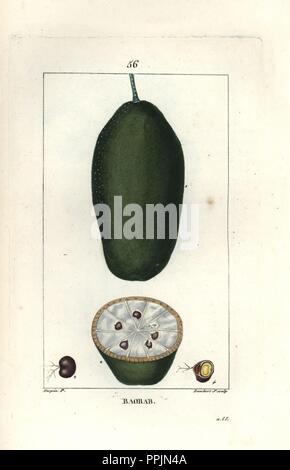 African baobab, Adansonia digitata, montrant des fruits. Crépi coloriée à la gravure sur cuivre par Junior Lambert d'après un dessin de Pierre Jean François Turpin de Chaumeton, Poiret et Chamberet's 'La Flore medicale,' Paris, Panckoucke, 1830. Turpin (17751840) a été l'un des trois géants de l'art botanique français de l'époque aux côtés de Pierre Joseph Redoute et Pancrace Bessa. Banque D'Images