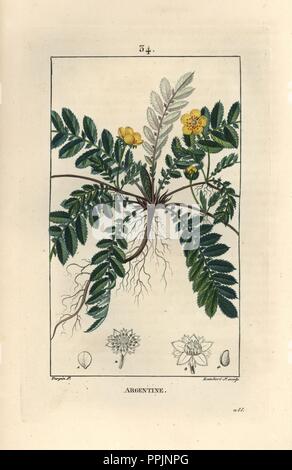 Silverweed cinquefoil ou argent, Argentine anserina. Crépi coloriée à la gravure sur cuivre par Junior Lambert d'après un dessin de Pierre Jean François Turpin de Chaumeton, Poiret et Chamberet's 'La Flore medicale,' Paris, Panckoucke, 1830. Turpin (17751840) a été l'un des trois géants de l'art botanique français de l'époque aux côtés de Pierre Joseph Redoute et Pancrace Bessa. Banque D'Images