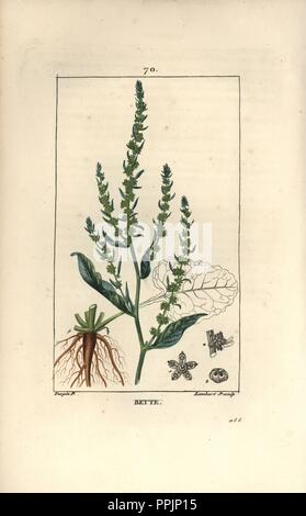 La Betterave, Beta vulgaris. Crépi coloriée à la gravure sur cuivre par Junior Lambert d'après un dessin de Pierre Jean François Turpin de Chaumeton, Poiret et Chamberet's 'La Flore medicale,' Paris, Panckoucke, 1830. Turpin (17751840) a été l'un des trois géants de l'art botanique français de l'époque aux côtés de Pierre Joseph Redoute et Pancrace Bessa. Banque D'Images