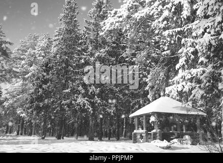 Gazebo en bois monochrome en forêt en hiver journée ensoleillée Banque D'Images