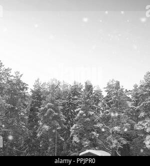 Gazebo en bois monochrome en forêt en hiver journée ensoleillée Banque D'Images