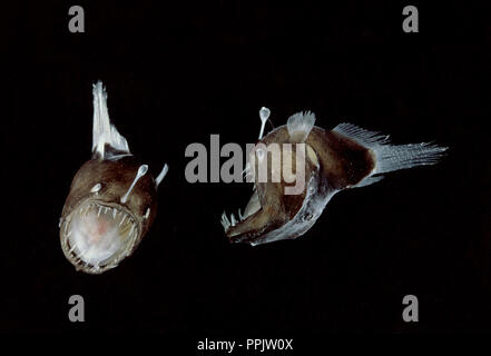 Melanocetus johnsonii baudroie à bosse de mer profonde est d'espèce seadevil noir Banque D'Images