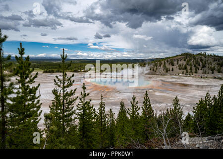 Grand Prismatic Spring dans le Parc National de Yellowstone, vus de la Fairy Falls trail surplombent, montrant l'Hot spring's arc-en-ciel de couleurs. Arbres fr Banque D'Images