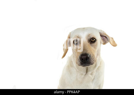 CLOSE UP OF A SAD OU SCARY FACE DE CHIEN, avec des yeux jaunes et battre les oreilles. Contre isolé sur FOND BLANC Banque D'Images