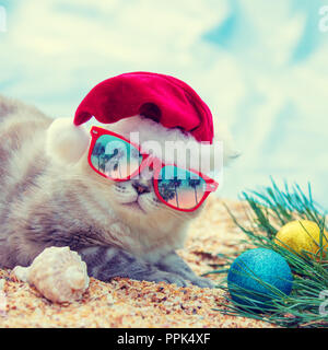 Le port de lunettes de soleil Cat avec la réflexion de palmiers se détendre sur la plage. Cat wearing Santa hat. Concept de Noël Banque D'Images