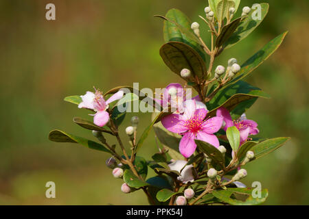 Rhodomyrtus tomentosa bourgeons et fleurs Banque D'Images