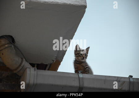 Chaton sur le toit.Il regarde autour de confus et effrayé. Banque D'Images