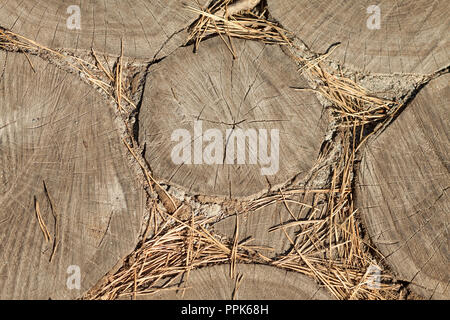 La texture des souches en bois de close-up. Un grand nombre de souches Banque D'Images