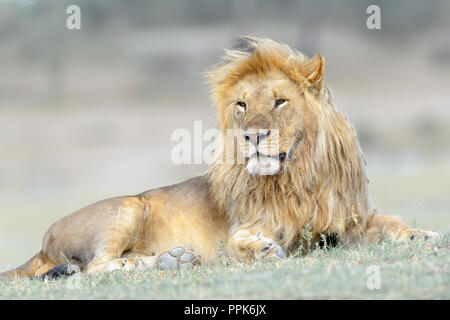 Lion (Panthera leo) portrait masculin, couchée sur la savane, zone de conservation de Ngorongoro, en Tanzanie. Banque D'Images