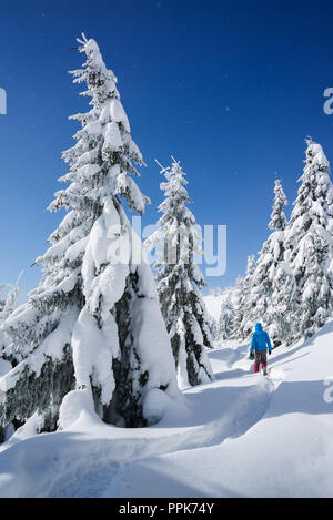 Randonnées en hiver avec des raquettes. Noël neige paysage. Guy marchant le long d'un chemin dans une forêt de montagne. Sapins dans la neige Banque D'Images