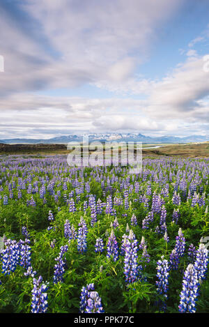 Lupin en Islande. Paysage d'été avec des fleurs, les montagnes et le ciel avec des nuages Banque D'Images