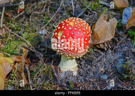 L'amanite Muscaria autrement connu sous le nom de l'agaric Fly, source des drogues psycho-actives Muscarine utilisé par les chamans pour plus de 20 000 ans. Banque D'Images