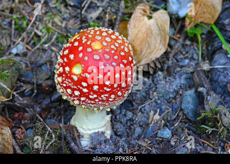 L'amanite Muscaria autrement connu sous le nom de l'agaric Fly, source des drogues psycho-actives Muscarine utilisé par les chamans pour plus de 20 000 ans. Banque D'Images