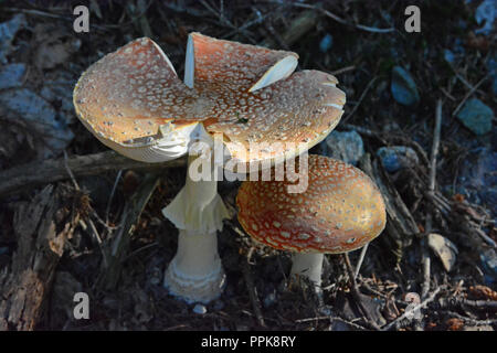 Une Amanite Muscaria autrement connu sous le nom de l'agaric Fly, source des drogues psycho-actives Muscarine utilisé par les chamans pour plus de 20 000 ans à côté de Banque D'Images