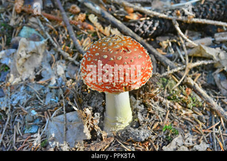 L'amanite Muscaria autrement connu sous le nom de l'agaric Fly, source des drogues psycho-actives Muscarine utilisé par les chamans pour plus de 20 000 ans. Banque D'Images