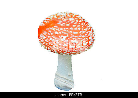 L'amanite Muscaria autrement connu sous le nom de l'agaric Fly, source des drogues psycho-actives Muscarine utilisé par les chamans pour plus de 20 000 ans. Aga isolés Banque D'Images