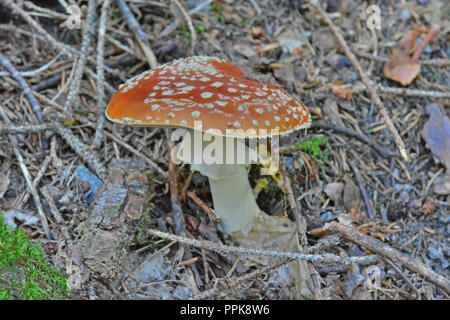 L'amanite Muscaria autrement connu sous le nom de l'agaric Fly, source des drogues psycho-actives Muscarine utilisé par les chamans pour plus de 20 000 ans. Banque D'Images