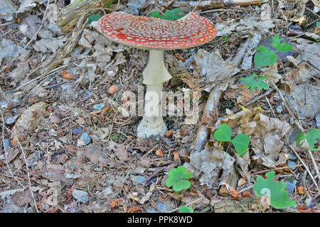 L'amanite Muscaria autrement connu sous le nom de l'agaric Fly, source des drogues psycho-actives Muscarine utilisé par les chamans pour plus de 20 000 ans. Banque D'Images