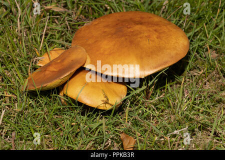 Champignons bolets de mélèze massif, UK Banque D'Images