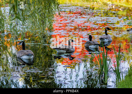 Les Bernaches du Canada dans l'étang avec la couleur de l'automne, le Jardin botanique VanDusen, Vancouver, British Columbia, Canada Banque D'Images