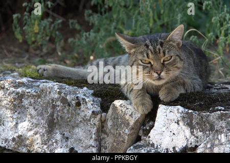 Chat tigré, situé sur le mur de pierre, fond vert brouillé, belle journée d'été Banque D'Images