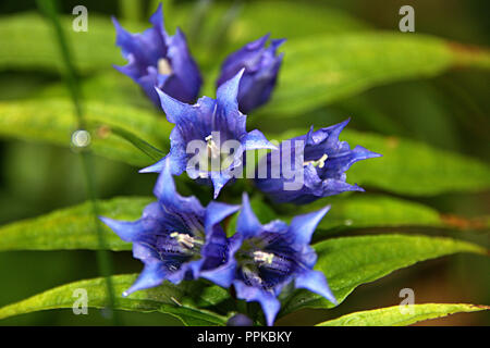 L'accent macro fleurs sauvages avec feuille verte et arrière-plan flou, belle couleur bleu avec pétales Banque D'Images