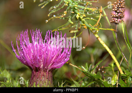 Pissenlit axé macro fleurs sauvages avec feuille verte et arrière-plan flou, De beaux pétales de couleur rose et gouttes d'eau Banque D'Images