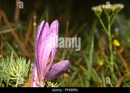 L'accent macro meadow safran crocus, fleurs sauvages avec feuille verte et arrière-plan flou, belle couleur rose pétales, et les gouttes d'eau Banque D'Images