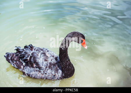 Gros plan de belle black swan la natation dans l'étang bleu Banque D'Images