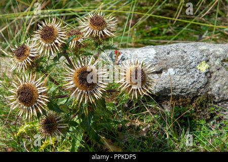 Carline Carlina vulgaris (chardon) les fleurs mortes Banque D'Images