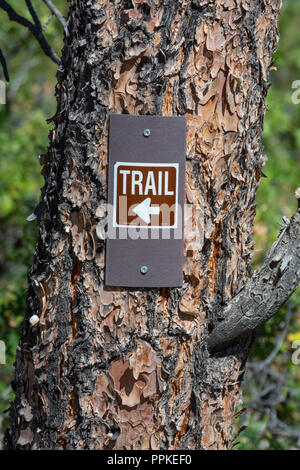 Petit panneau sur l'arbre de pin ponderosa diriger les randonneurs sur l'endroit où le sentier de randonnée tours, Gateway Mesa Open Space Park, Colorado. Banque D'Images