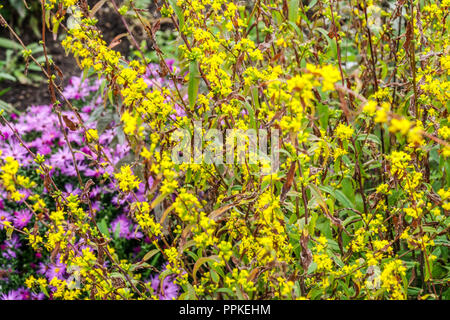 Tige bleu, Solidago Verge d'or jaune caesia Banque D'Images