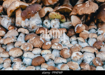 Fond naturel de champignons fraîchement récoltées (Boletus edulis) dans la forêt dans une pile. Banque D'Images