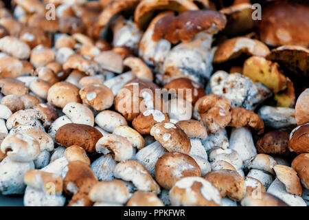 Fond naturel de champignons fraîchement récoltées (Boletus edulis) dans la forêt dans une pile. Banque D'Images