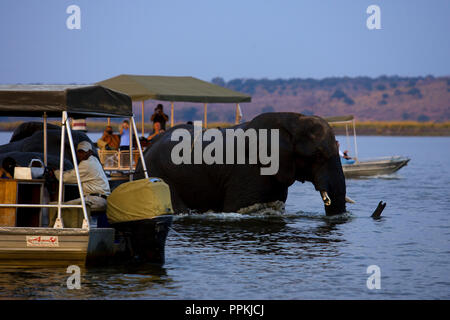 Les éléphants traversant la rivière Chobe près de touristes sur les bateaux, Chobe National Park, Botswana Banque D'Images