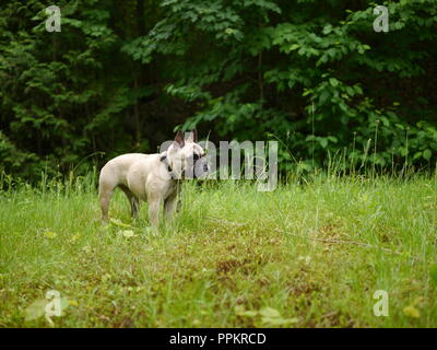 Frenchie dans la forêt Banque D'Images