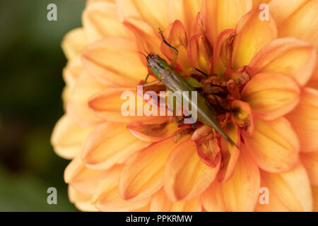 Sur sauterelle fleur Dahlia Banque D'Images