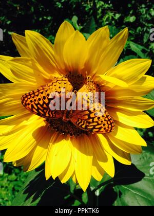 Photo d'un papillon sur une fleur de tournesol Banque D'Images