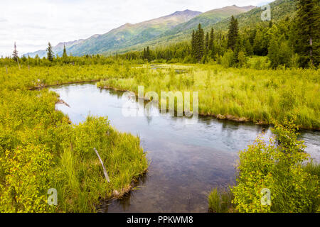 Avis de freash alimenté par des eaux dans la rivière Eagle Creek Nature Center à Eagle River en Alaska Banque D'Images