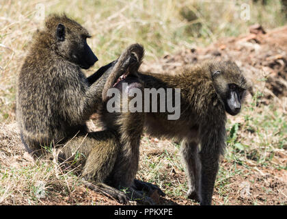 Les babouins Olive (Papio Anubis) toilettage, Maasai Mara National Reserve, Kenya Banque D'Images