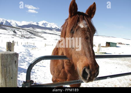 CJ le cheval Banque D'Images