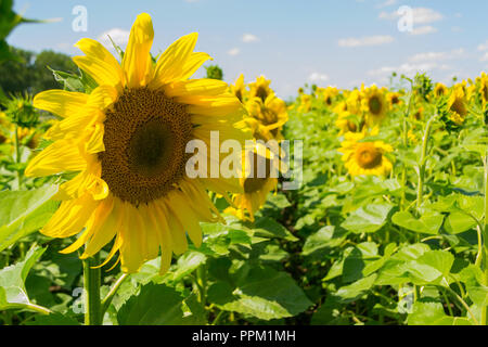 Une vue étroite d'un tournesol mûres avec de grandes feuilles vertes sur un champ pour la culture du tournesol sur un été ou automne journée ensoleillée avec un ciel bleu et blanc c Banque D'Images