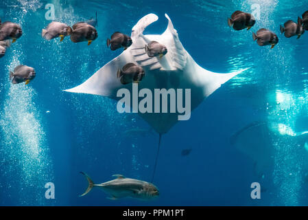 Manta Ray looping à l'Aquarium de Géorgie dans le centre-ville d'Atlanta, Géorgie. (USA) Banque D'Images