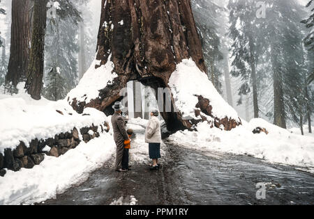 Années 1950, les touristes, les scène de neige Arbre Wawona Tunnel, CA, USA Banque D'Images