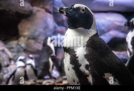 Pingouins africains (Spheniscus demersus) à l'Aquarium de Géorgie dans le centre-ville d'Atlanta, Géorgie. (USA) Banque D'Images