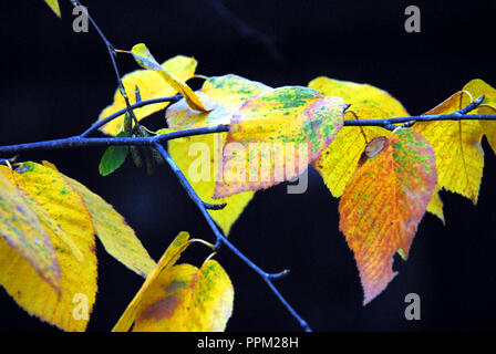 Un beau portrait de l'arbre feuilles jaunes sur un membre suspendu au-dessus de l'eau sombre dans le Connecticut. Banque D'Images