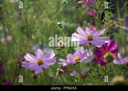 Trois fleurs rose cosmea sur un parterre de fleurs - contre le soleil Banque D'Images