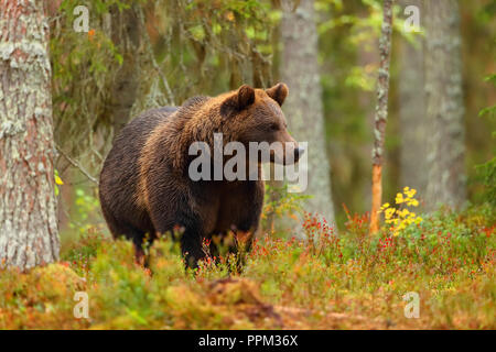 Gros ours brun marchant dans une forêt en automne coloré Banque D'Images