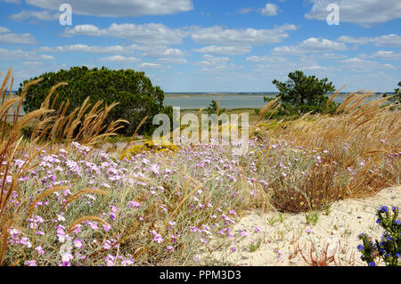 Printemps dans la réserve naturelle de l'estuaire du Sado. Alcácer do Sal, Portugal Banque D'Images